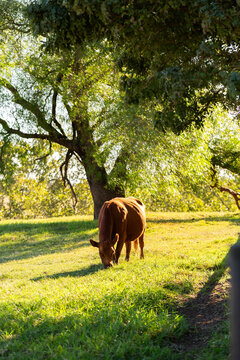 brown cow feeding in green farm paddock
