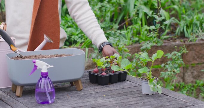 Hand is entering from left, sliding seedling tray toward planter on table preparing to transplant