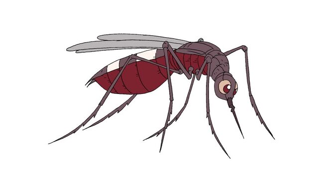 Animated cartoon mosquito full of blood. Hand-drawn vector character isolated on white for dengue, malaria awareness, pest control, and health videos