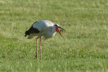 Fototapeta premium White Stork (Ciconia ciconia) hunting and feeding while foraging in a freshly mown meadow – common wild bird species in the Czech Republic