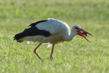 Fototapeta premium White stork hunting and holding a caught mouse in its beak on a green meadow. Nature of Czech republic.