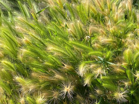 Green Foxtail Grass Swaying in the Summer Breeze