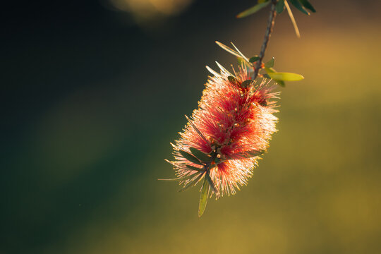 Close-up of a vibrant red bottlebrush flower illuminated by soft golden hour sunlight