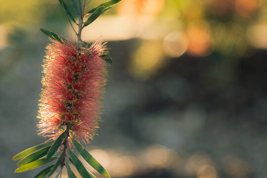 Close-up of a vibrant red bottlebrush flower with delicate stamens in soft sunlight