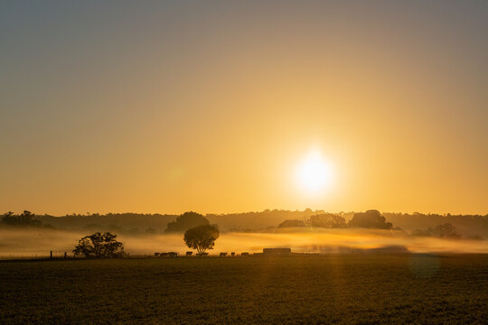 Golden sunrise over farmland cattle silhouetted against mist and rising sun