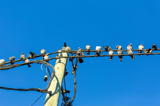 Flock of pigeon birds roosting on power line wire against blue Australian sky