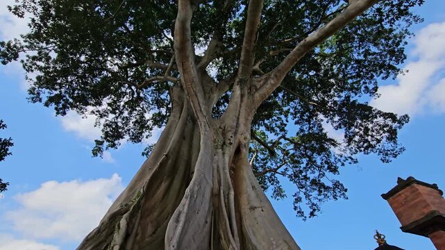Giant ancient Banyan tree in Baru Village, Bali, Indonesia