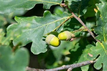 Close up of acorns on an English oak (quercus robur) tree © tom