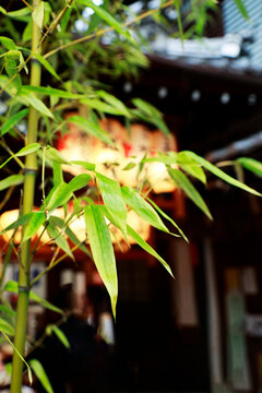 Green Bamboo Stems and Leaves with Glowing Japanese Lantern in Background at Night
