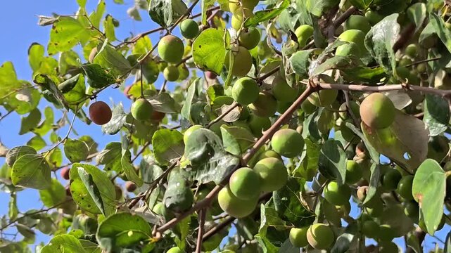 Fresh indian jujube (ber, indian plum, ziziphus mauritiana) fruits on tree