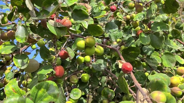 Fresh indian jujube (ber, indian plum, ziziphus mauritiana) fruits on tree
