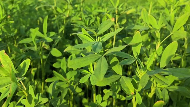 Close up of fresh green trifolium alexandrinum (egyptian clover, berseem clover) growing in a field. Trifolium alexandrinum provides highly nutritious and tasty fodder for livestock