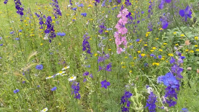 Bl&uuml;hende Sommerwiese mit Rittersporn, Kornblumen und Habichtskraut im Naturgarten - Farbenpr&auml;chtige Sommerblumen mit Rittersporn, Kornblumen und Habichtskraut in voller Bl&uuml;te. Artenreiche Naturwiese