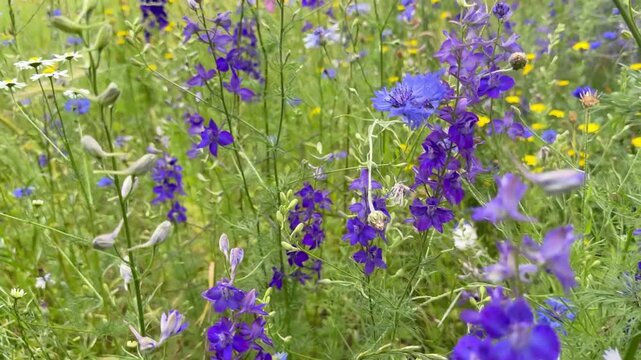 Farbenfrohe Wildblumenwiese mit Rittersporn, Kornblumen und Habichtskraut - Bl&uuml;hende Sommerwiese voller Farben