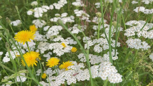 Bl&uuml;hende Sommerwiese mit Schafgarbe - Wei&szlig;e Schafgarbe und gelb bl&uuml;hendes Habichtskraut pr&auml;gen eine artenreiche Sommerwiese.
