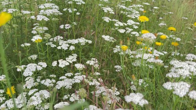 Artenreiche Wildblumenwiese mit Schafgarbe und Habichtskraut im Sommer - Sommerliche Wildblumenwiese mit Schafgarbe und Habichtskraut in voller Bl&uuml;te. Farbenfrohe Naturaufnahme mit hoher Artenvielfalt