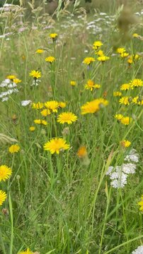 Wei&szlig;e Schafgarbe (Achillea millefolium) auf bl&uuml;hender Wildblumenwiese im Sommer - Wei&szlig;e Schafgarbe und zahlreiche Wildblumen bl&uuml;hen auf einer naturnahen Sommerwiese. Farben, Artenvielfalt 