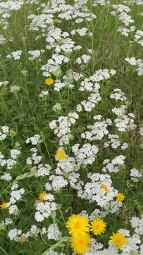 Wei&szlig;e Schafgarbe (Achillea millefolium) und Habichtskraut auf sommerlicher Naturwiese - Wei&szlig;e Schafgarbe und bl&uuml;hendes Habichtskraut pr&auml;gen eine artenreiche Naturwiese im Sommer. Farbenfrohe Wildblume