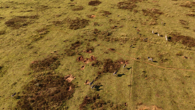 Aerial view of zebras grazing and walking across the vast grassy plains of the savanna under warm sunlight in Vaalwater, Limpopo, South Africa.