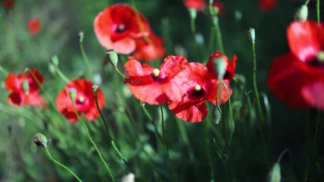 Close-up of a bee pollinating poppies in a summer field.