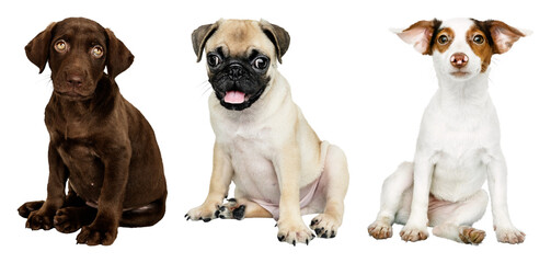 PNG Three adorable puppies sitting on transparent background © Rawpixel.com