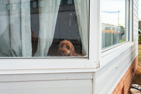 Brown pet dog waiting at window for owner to come home