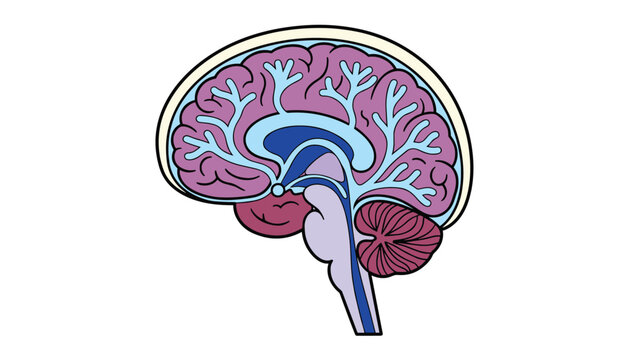 Human brain cross section diagram illustrating various internal structures such as the cerebrum, cerebellum, and brainstem.