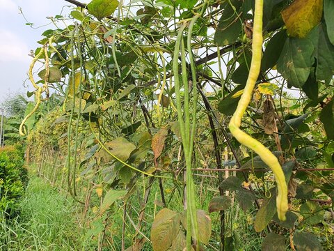 Long bean hanging from the vines photo with blue sky on the background