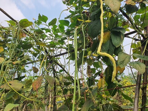Long bean garden hanging from the vines photo with blue sky on the background