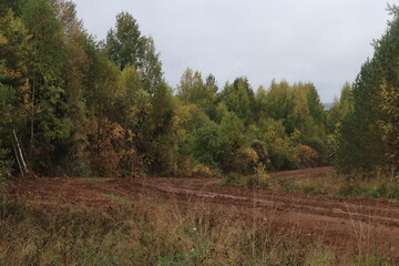 Fototapeta premium forest in autumn