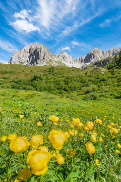 Globeflowers on foreground with the North face of Pizzo di Petto on background, Orobie mountains, Lombardy panorama