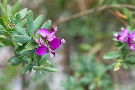 Myrtle leaf milkwort (polygala myrtifolia) flowers in bloom