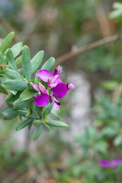 Myrtle leaf milkwort (polygala myrtifolia) flowers in bloom