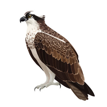 Osprey, 2D flat vector illustration in icon style, isolated on a white background