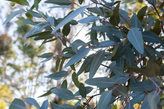 silver blue gum leaves on eucalyptus tree