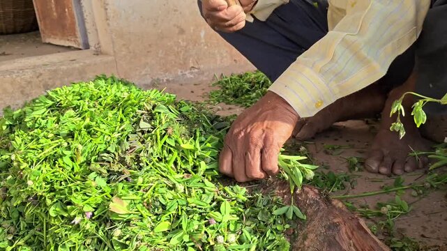 Close up of an indian farmer manually cutting green fodder grass with a traditional tool for livestock feeding