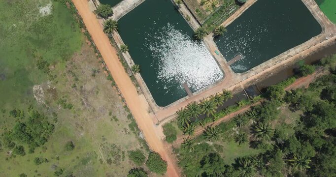 Top down aerial view: an aquaculture complex featuring multiple rectangular ponds filled with green water set among dirt pathways and palm trees.