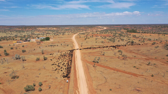 A large mob of cattle strung out crossing a dirt road
