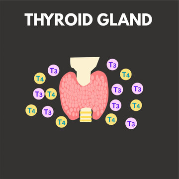 Thyroid gland secreting t3 t4 hormones production.eps