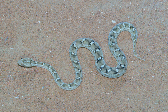 Sochurek&rsquo;s Saw-scaled Viper (Echis carinatus sochureki) on sand.