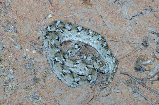 Sochurek&rsquo;s Saw-scaled Viper (Echis carinatus sochureki) coiled on sand.