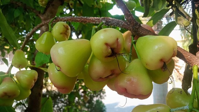 Fresh green water apple hanging on the tree branch in the garden