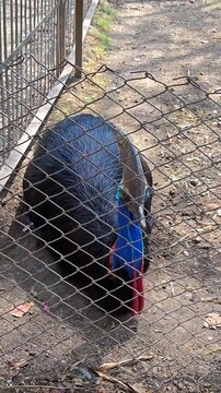 Southern cassowary (casuarius casuarius) resting in enclosure