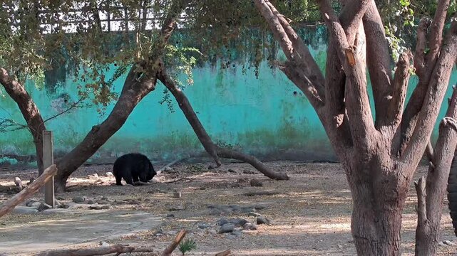 Indian sloth bear in zoo enclosure