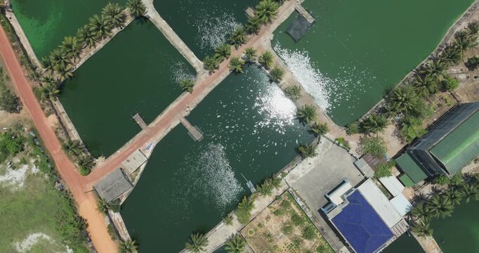 Top down aerial view: an aquaculture complex featuring multiple rectangular ponds filled with green water set among dirt pathways and palm trees.