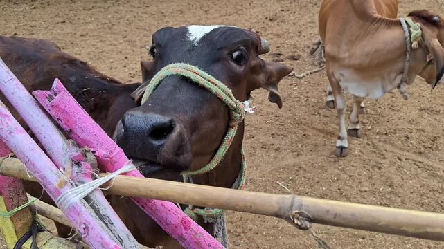 Indian gaushala with domestic cattle