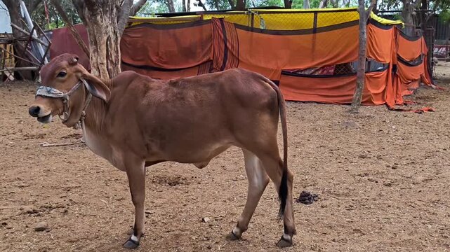 Indian gaushala with domestic cattle