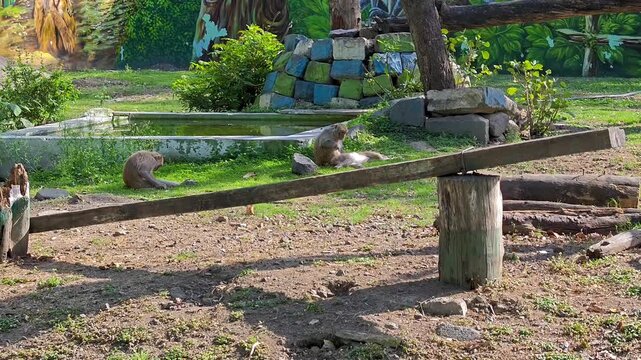 Rhesus macaque monkeys in zoo enclosure
