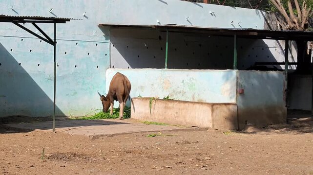Indian gaur or bison grazing green fodder in zoo enclosure