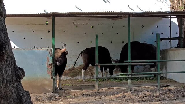 Group of Indian Gaur (Bison) Resting and Feeding in Zoo Shelter